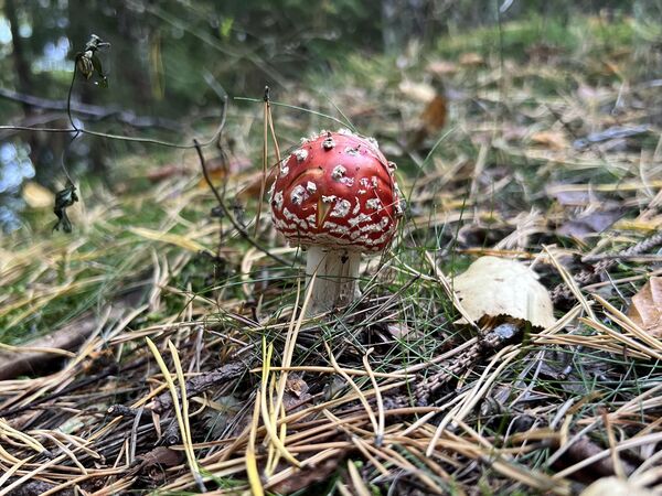 Такие грибы лучше не брать, а только любоваться ими Такие грибы лучше не брать, а только любоваться ими