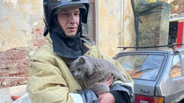 Пожарные спасли кота из квартиры в Выборге
