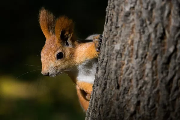 ノボシビルスクの白樺林公園のリス