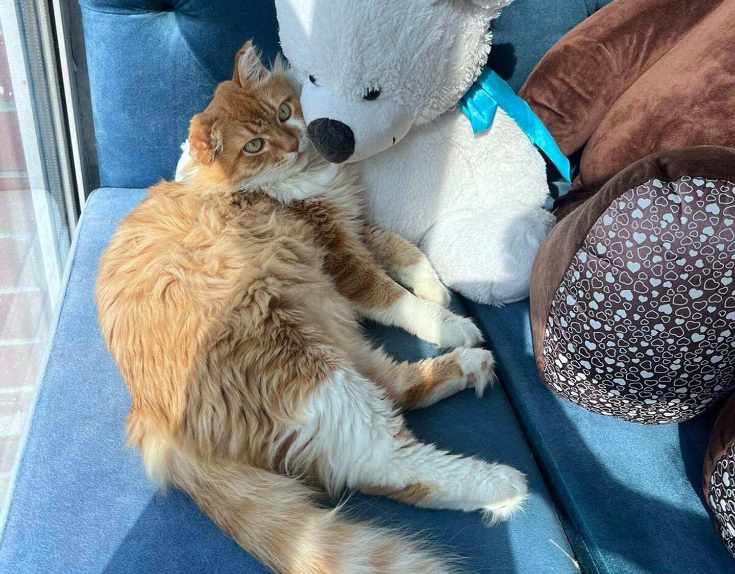Кот Сеня в новом доме Кот Сеня в новом доме