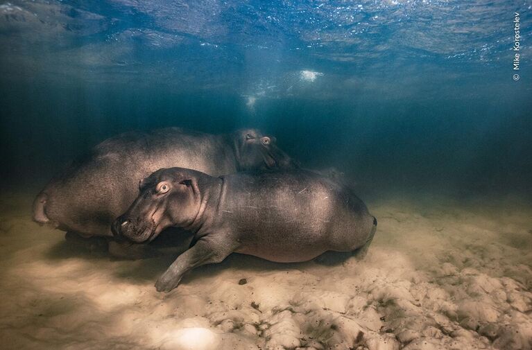 Работа фотографа Михаила Коростелева Питомник бегемотов, победившая в конкурсе Wildlife Photographer of the Year 2023