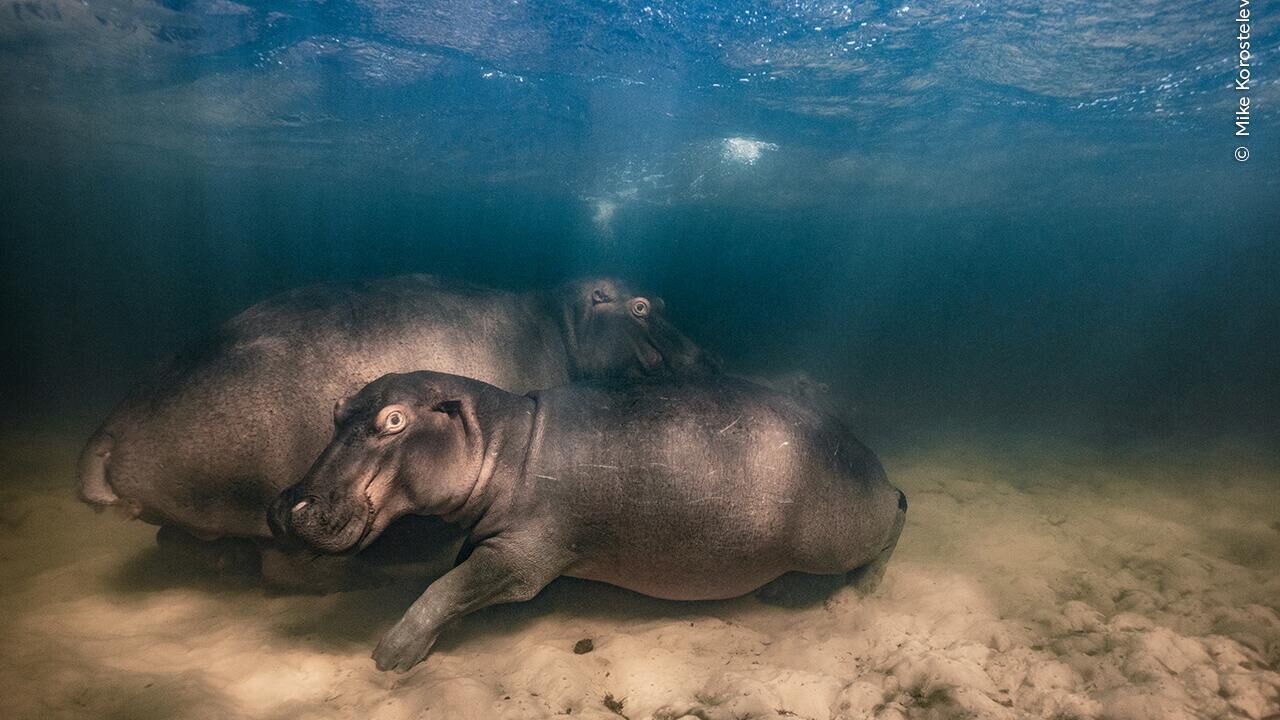 Работа фотографа Михаила Коростелева Питомник бегемотов, победившая в конкурсе Wildlife Photographer of the Year (2023) - РИА Новости, 1920, 14.10.2023