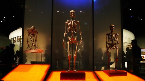 Скелеты шимпанзе, человека и неандертальца в Американском музее естественной истории в Нью-Йорке, США