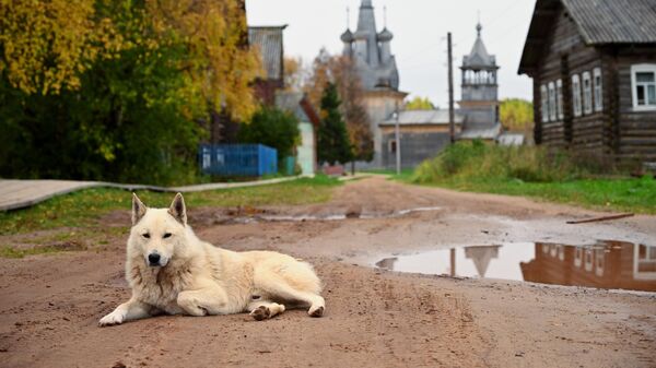 Собака лежит на дороге в деревне Кимжа Архангельской области
