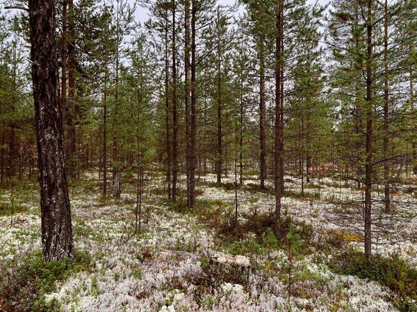 Лесотундра в Мезенском районе Архангельской области Лесотундра в Мезенском районе Архангельской области