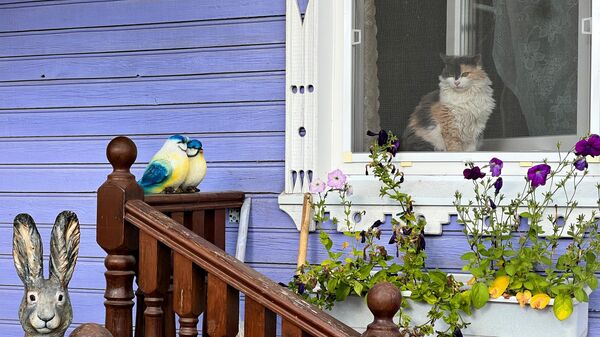 Кот сидит на окне жилого дома в поселке Пинега Архангельской области
