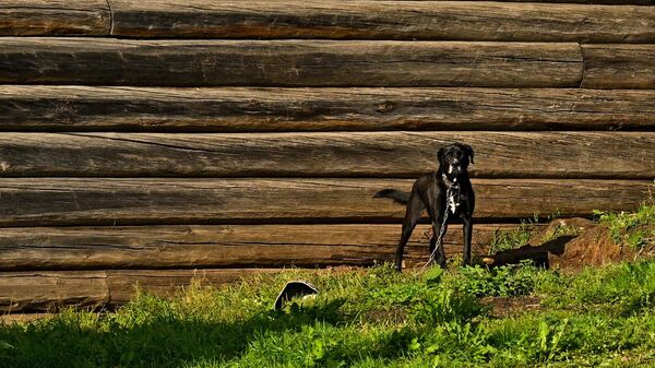 Собака в поселке Пинега Архангельской области