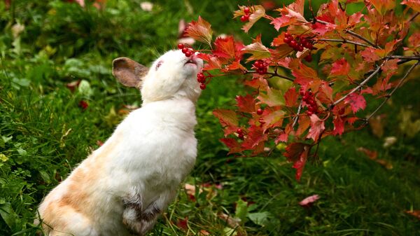 Кролик поедает ягоды калины на территории культурно-ландшафтного Парка Голубино в Архангельской области