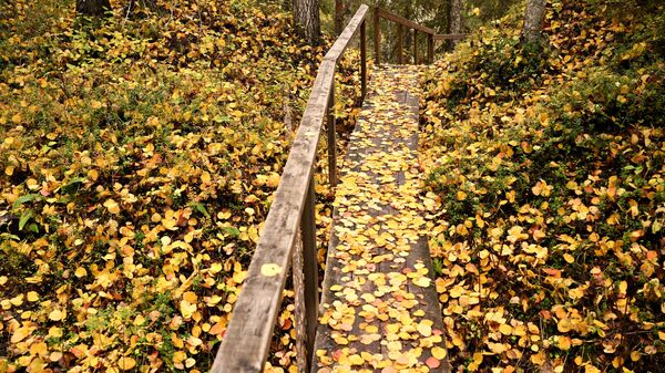 Обустроенная пешеходная тропа в лесу в Пинежском районе Архангельской области