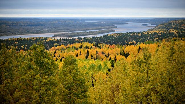 Вид на лес с холма в деревне Красная горка Пинежского района Архангельской области