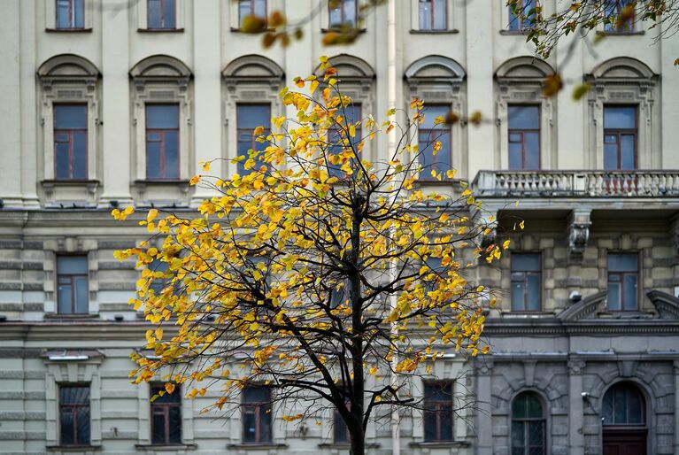 Дерево на Английской набережной в Санкт-Петербурге