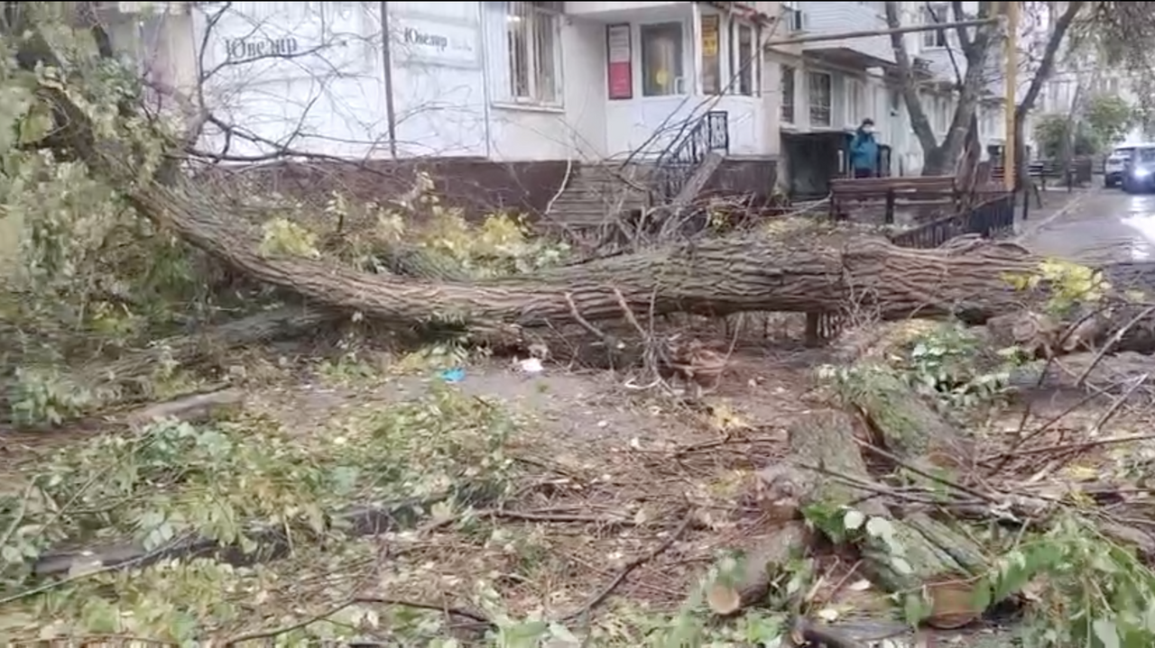 В Самарской области при падении дерева погиб человек - РИА Новости,  17.10.2023