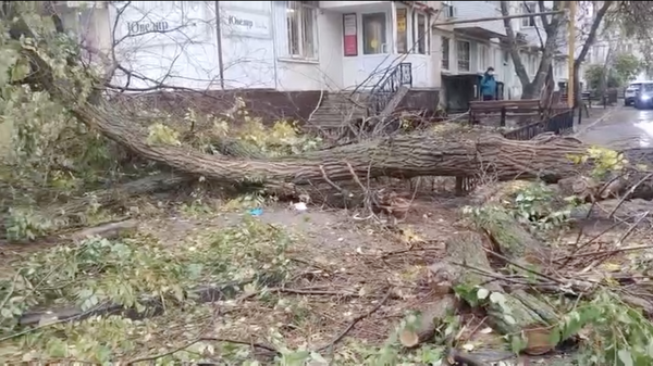 Упавшее дерево на одной из улиц города Отрадное. 17 октября 2023