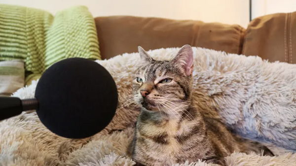 Кошка в Великобритании, попавшая в Книгу рекордов Гиннесса за самое громкое мурлыканье среди ныне живущих домашних кошек