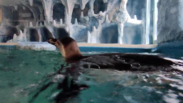 Первые пингвины в зоопарке в Крыму