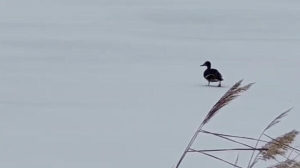 Дикая утка на замерзшем озере, спасенная сотрудниками мини-зоопарка Зоополис в Якутске. Кадр видео