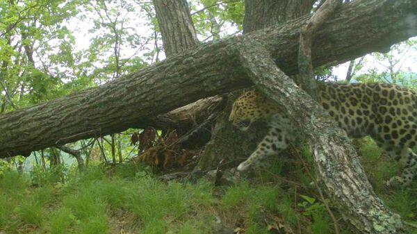 Самка дальневосточного леопарда под номером Leo 138F 