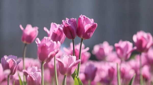 Цветение тюльпанов