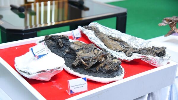 Палеонтологи обнаружили неизвестный вид древнего аллигатора, который жил во времена ледникового периода в Таиланде