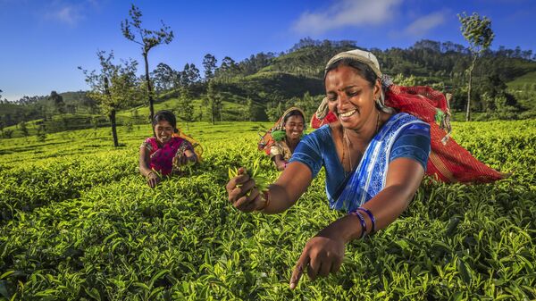 Женщины собирают чайные листья на плантации около города Хапутале, Шри-Ланка 
