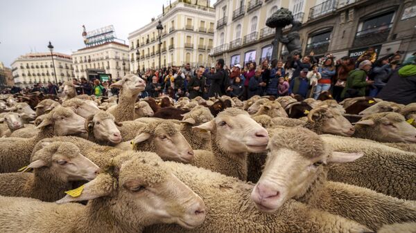 Фестиваль животноводства в Мадриде