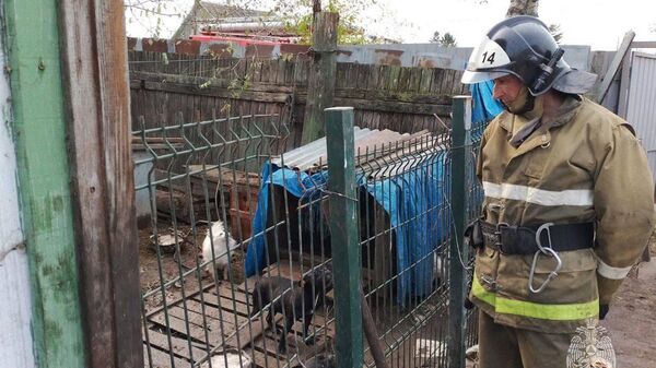 Сотрудники МЧС России спасли шесть собак при пожаре в Артеме