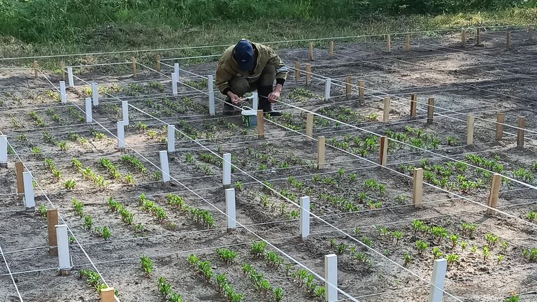 Проведение полевых опытов по обогащению селеном и йодом овощных культур (экспериментальный участок биостанции Озеро Кучак ТюмГУ)