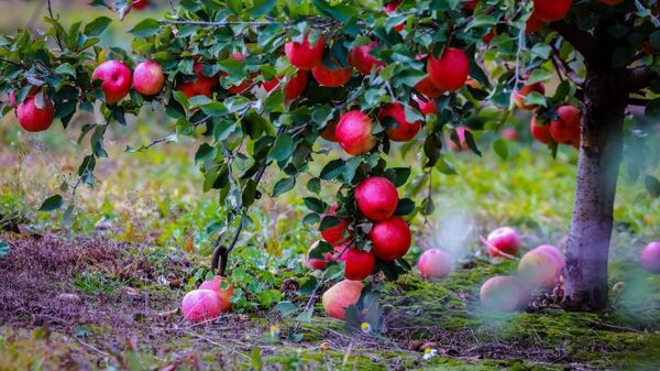 Липецкие аграрии собрали рекордный урожай яблок
