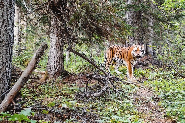 Работа фотографа Михаила Коростелева