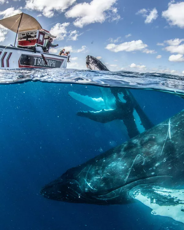 好奇心旺盛なクジラ