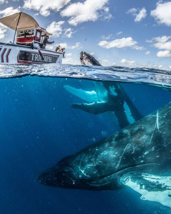 Любопытные киты