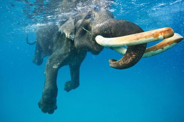 Портрет слона под водой