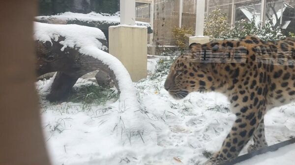 Животные московского зоопарка радуются первому снегу