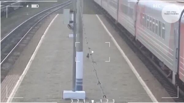 Тойтерьер пассажирки поезда Владивосток — Москва Светланы, сбежавший во время стоянки