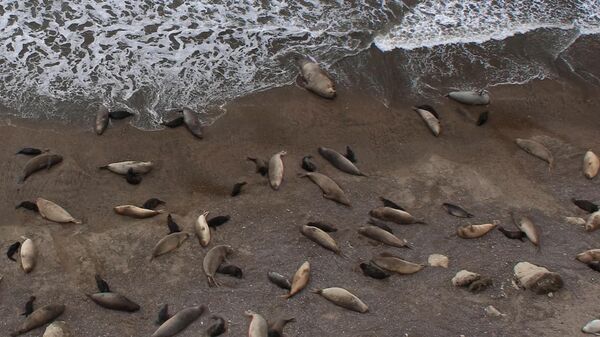 Детеныши морских слонов, погибшие от птичьего гриппа в Аргентине