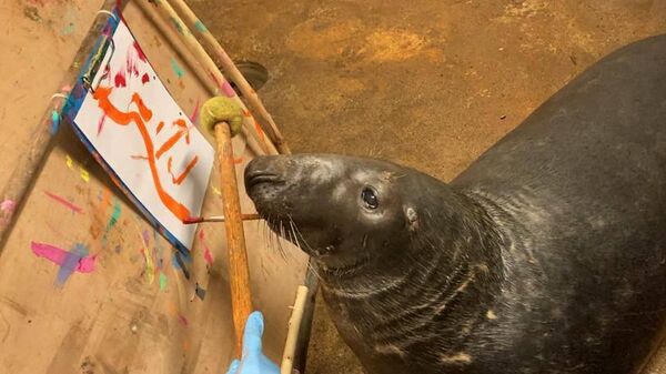 Тюлень по кличке Кайус научился держать кисточку и красками рисовать картины в Калининградском зоопарке