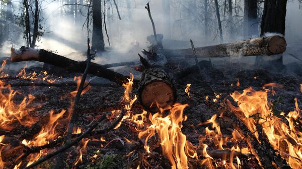 Тушение лесных пожаров. Архивное фото