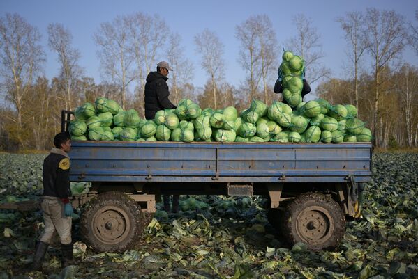 Уборка урожая белокочанной капусты на полях сельскохозяйственного предприятия Мичуринец (входит в состав АТФ Агрос) в Новосибирской области