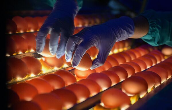 Проверка качества яиц на овоскопе на участке сортировки и упаковки на птицефабрике Чикская в селе Прокудском Новосибирской области