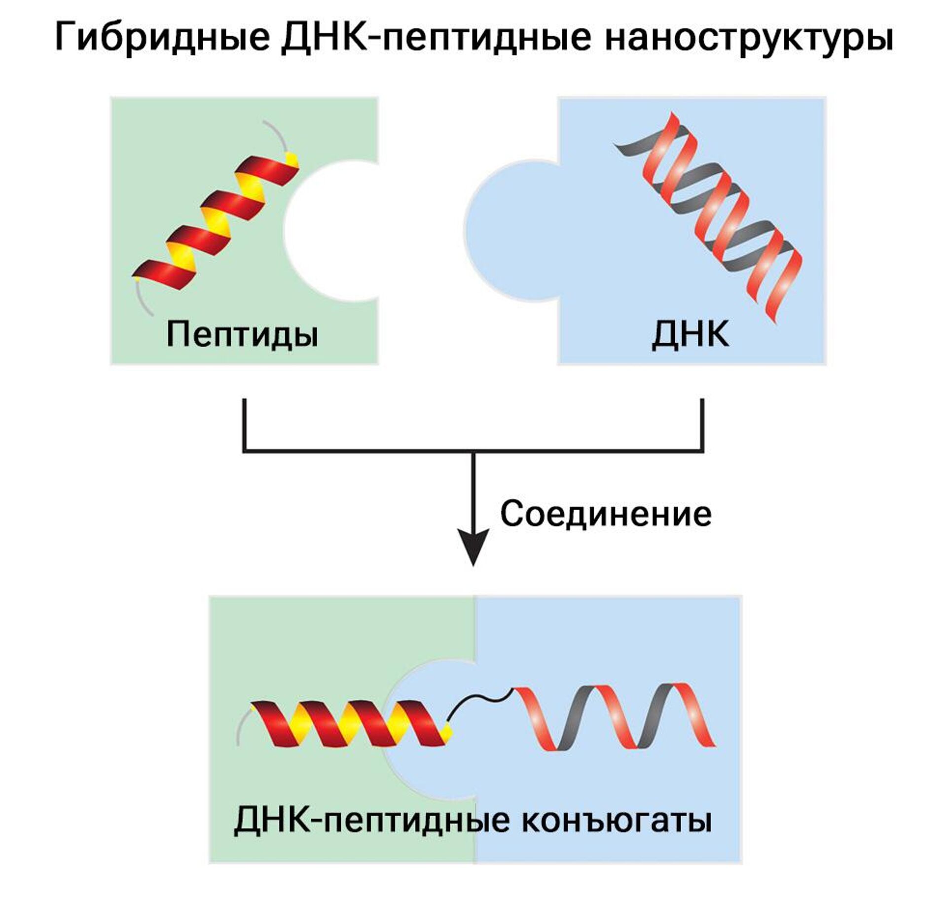Гибридные ДНК-пептидные наноструктуры - РИА Новости, 1920, 30.10.2023