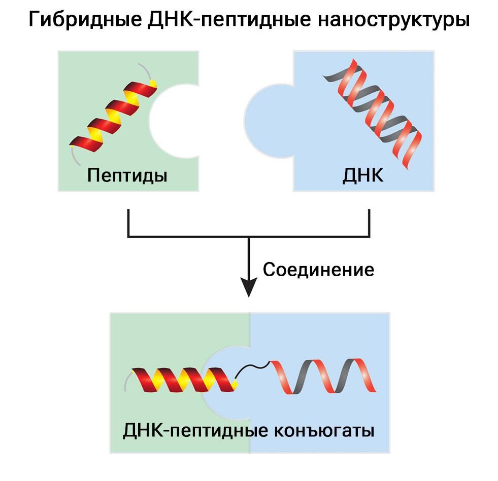 Гибридные ДНК-пептидные наноструктуры - РИА Новости, 1920, 30.10.2023