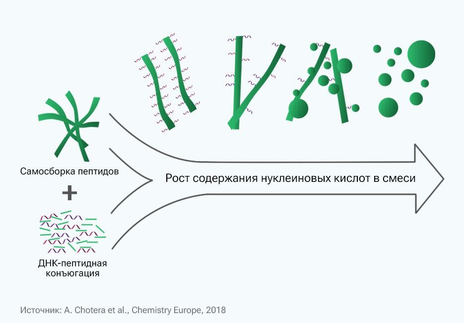 Смена волокнистых ДНК-пептидных структур сферическими по мере роста концентрации нуклеиновых кислот - РИА Новости, 1920, 30.10.2023