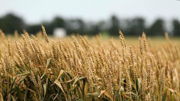 Пшеничное поле в Краснодарском крае