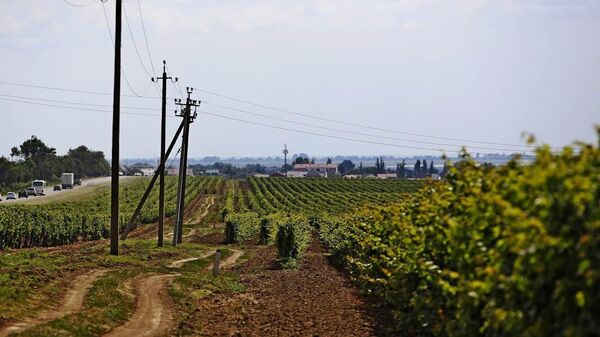 Виноградная плантация в Краснодарском крае