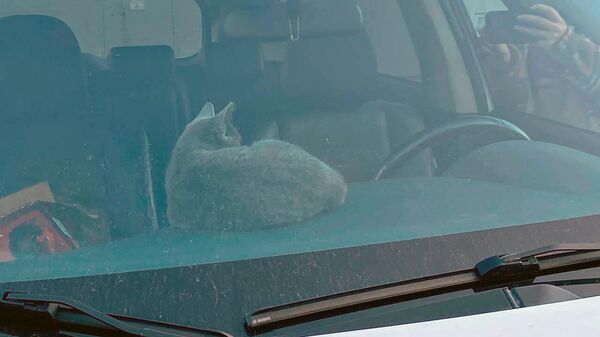 Кошка, запертая в автомобиле в Москве. 1 ноября 2023