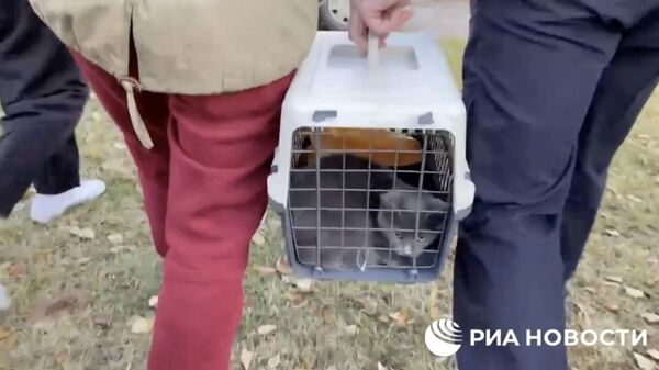 Спасенный кот, который просидел четыре дня в машине в центре Москвы. Кадр видео