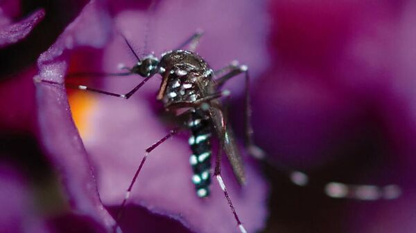 Комар Aedes albopictus