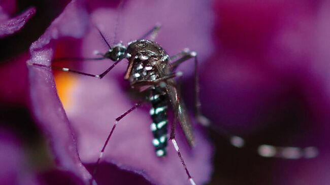 Комар Aedes albopictus