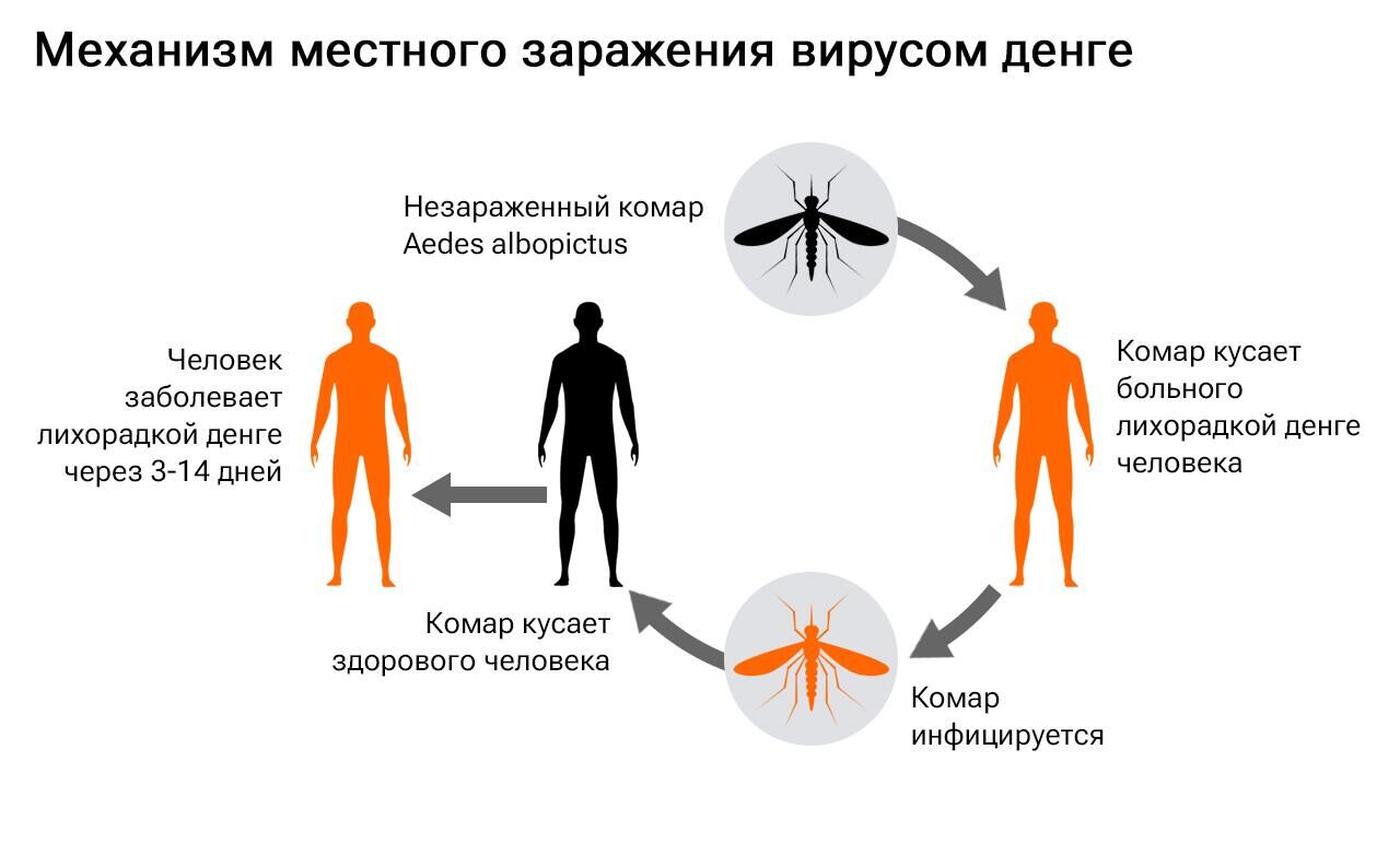Заражение вирусом денге - РИА Новости, 1920, 02.11.2023