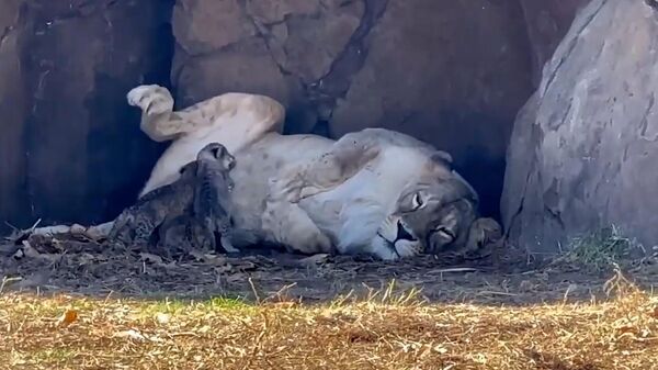 Львица с новорожденными львятами в парке Тайган